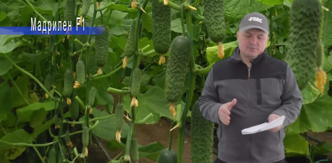 Городники назвали найкращі сорти огірків, які обов'язково посадять у цьому році