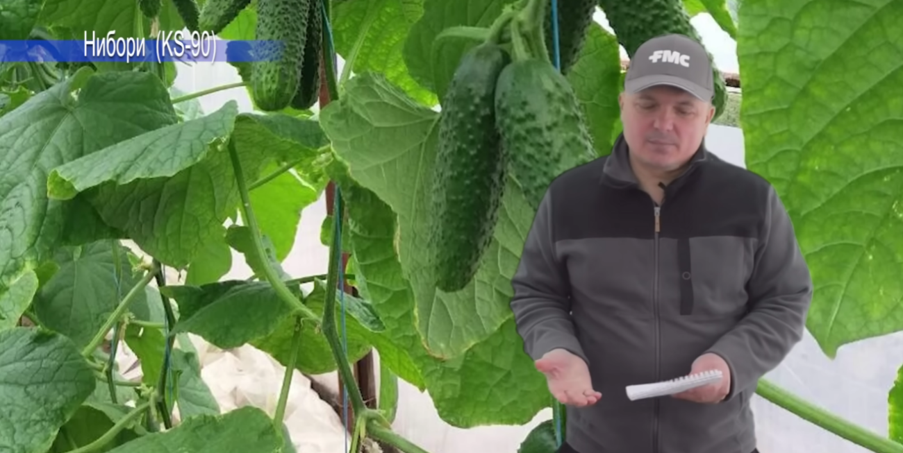 Городники назвали найкращі сорти огірків, які обов'язково посадять у цьому році