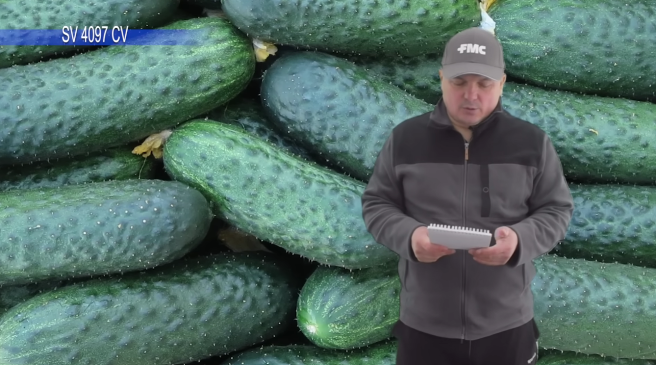 Городники назвали найкращі сорти огірків, які обов'язково посадять у цьому році