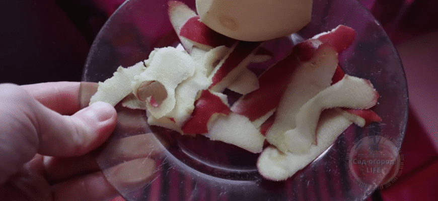 Ви закохаєтеся в це просте підживлення з яблучних обрізків! За добу розсаду просто не впізнати Ви закохаєтеся в це просте підживлення з яблучних обрізків! За добу розсаду просто не впізнати