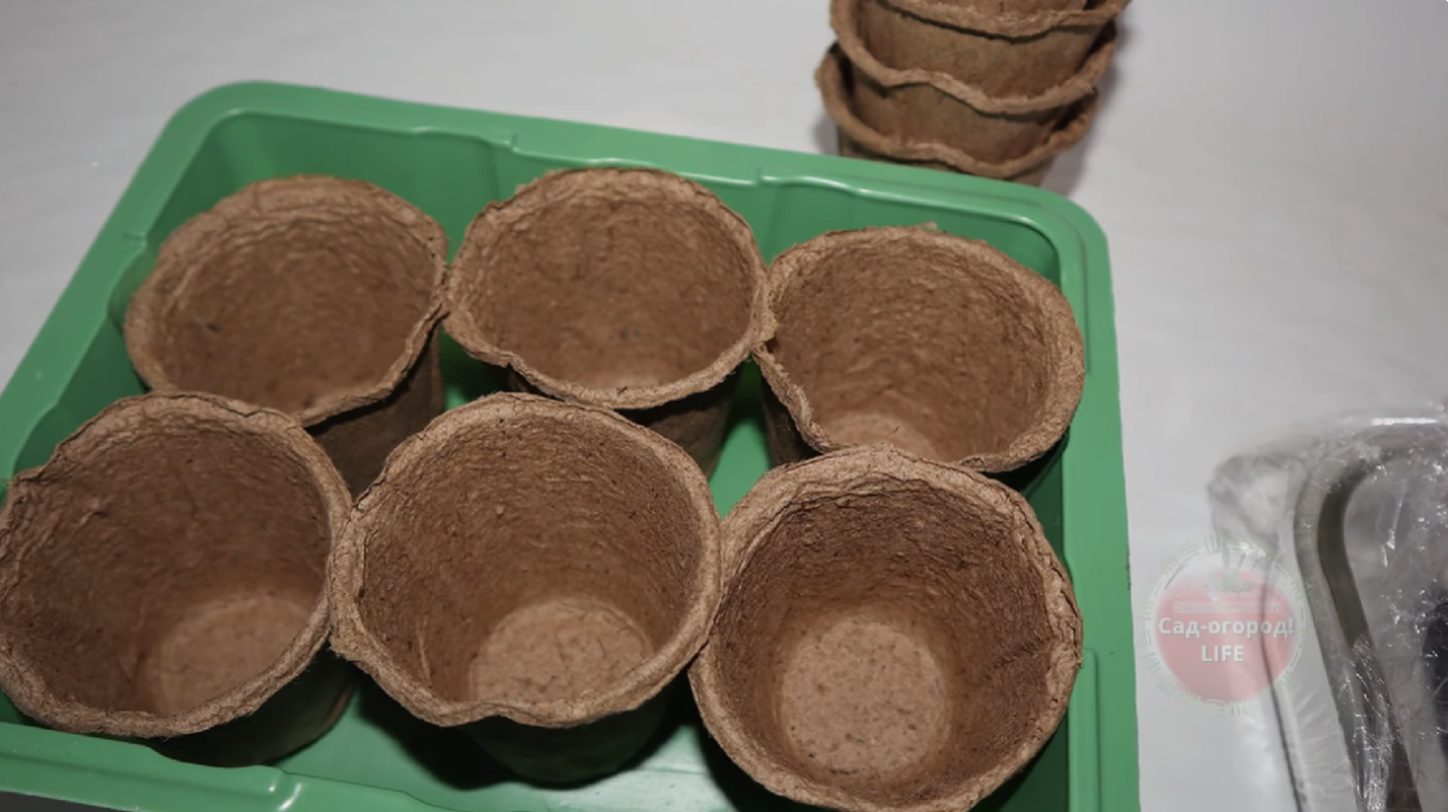 Городники розповіли, у чому краще вирощувати розсаду томатів та перцю