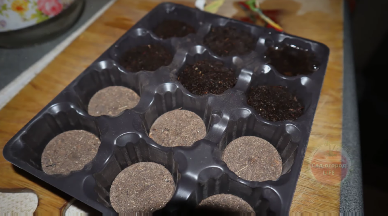 Городники розповіли, у чому краще вирощувати розсаду томатів та перцю