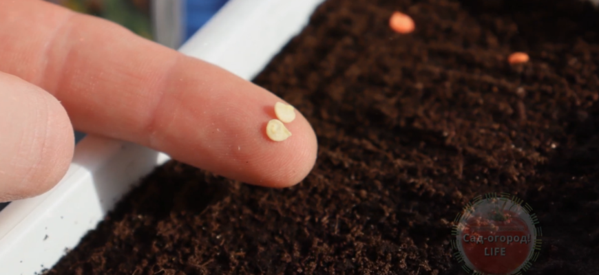 Залишилось 2 тижні! Посадіть солодкий перець на розсаду у лютому, а потім побачите, що буде Залишилось 2 тижні! Посадіть солодкий перець на розсаду у лютому, а потім побачите, що буде