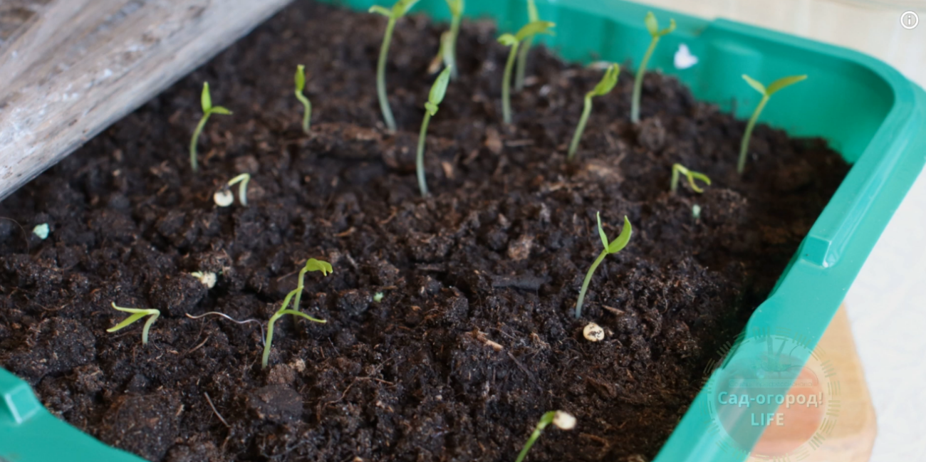 Городники розповіли про новий метод посадки солодкого перцю на розсаду у лютому
