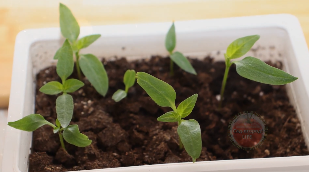 Городники дали рецепт ефективного підживлення для розсади з цитрусів