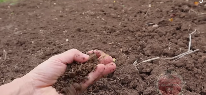 Відмовилася від золи та гною: навесні накидаю на грядки ЦЕЙ порошок і все росте як на дріжджах Відмовилася від золи та гною: навесні накидаю на грядки ЦЕЙ порошок і все росте як на дріжджах