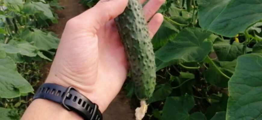 Насіння огірка прокльовується “блискавично”: перед посівом роблю 1 контрастну ванночку Насіння огірка прокльовується “блискавично”: перед посівом роблю 1 контрастну ванночку