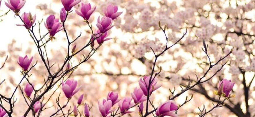 Синоптики здивували прогнозом погоди на весну: до чого потрібно бути готовим українцям у березні, квітні та травні Синоптики здивували прогнозом погоди на весну: до чого потрібно бути готовим українцям у березні, квітні та травні