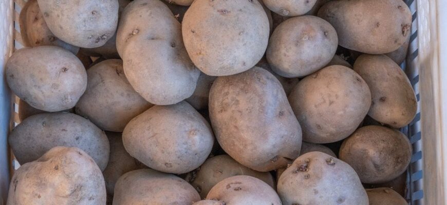 Три сорти картоплі, які виживають за будь-якої погоди і приносять стабільний урожай Три сорти картоплі, які виживають за будь-якої погоди і приносять стабільний урожай