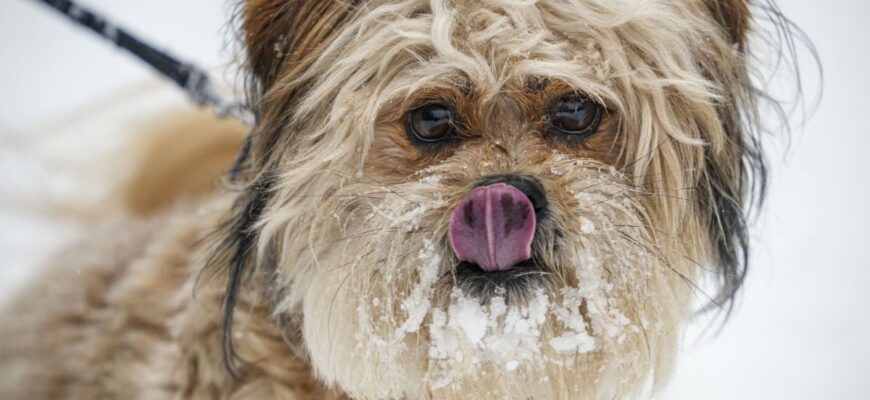 Тримаються дуже сильні морози: де 3 лютого очікується -28° Тримаються дуже сильні морози: де 3 лютого очікується -28°