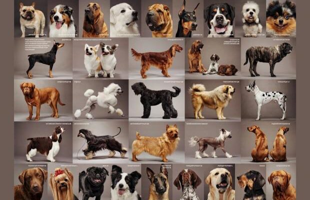 Врахуйте це! ТОП-7 порід собак, які найчастіше нищать речі вдома Врахуйте це! ТОП-7 порід собак, які найчастіше нищать речі вдома