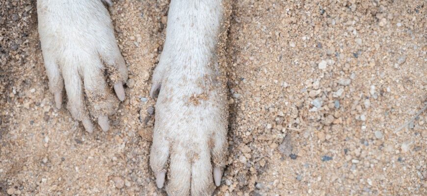 Викинув собаку з сьомого поверху: яке покарання загрожує жителю Нетішина Викинув собаку з сьомого поверху: яке покарання загрожує жителю Нетішина