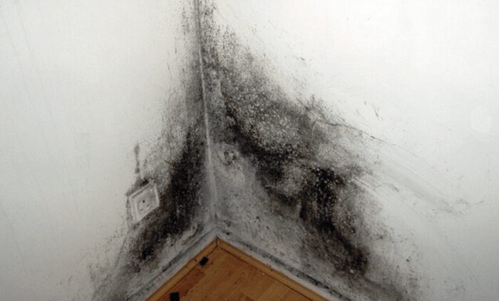Господині розповіли, як без хімії позбутися чорної плісняви на стінах