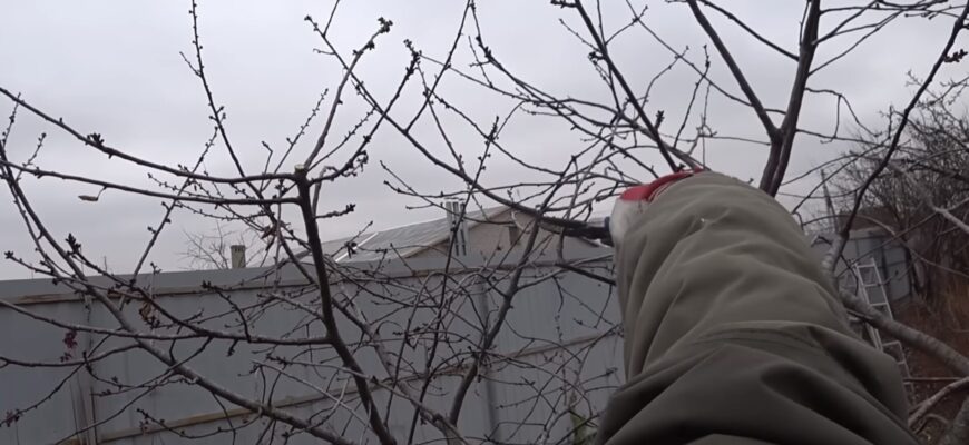 Обрізаю свій сад тільки так узимку: 4 дерева не бояться морозу, а 3 – чіпати не можна Обрізаю свій сад тільки так узимку: 4 дерева не бояться морозу, а 3 – чіпати не можна