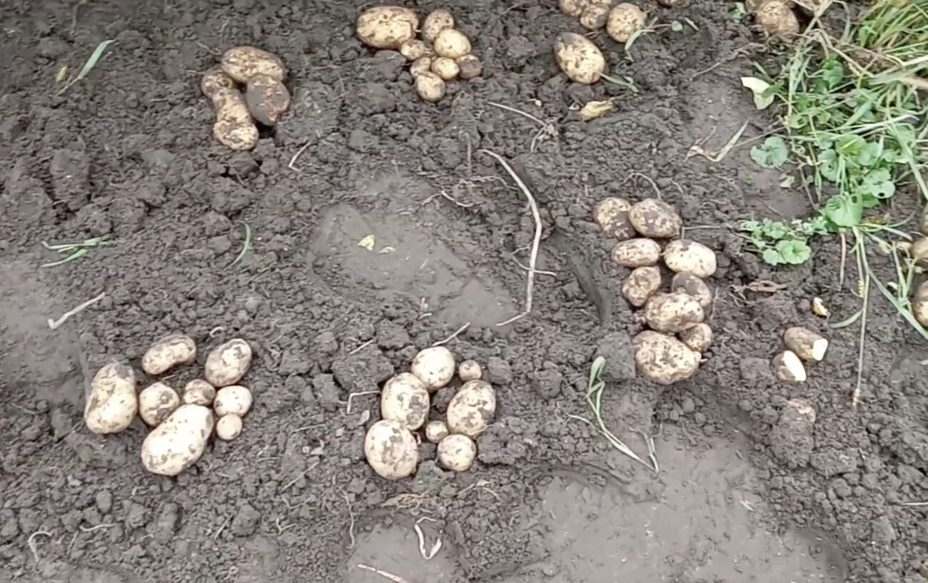 Городники поділилися назвами сортів картоплі, що стійкі до фітофтори