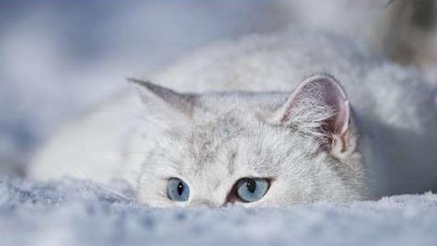 Знову вируватиме негода! Пів метра снігу лише початок: На Україну суне арктичне похолодання з морозами до -18 Знову вируватиме негода! Пів метра снігу лише початок: На Україну суне арктичне похолодання з морозами до -18