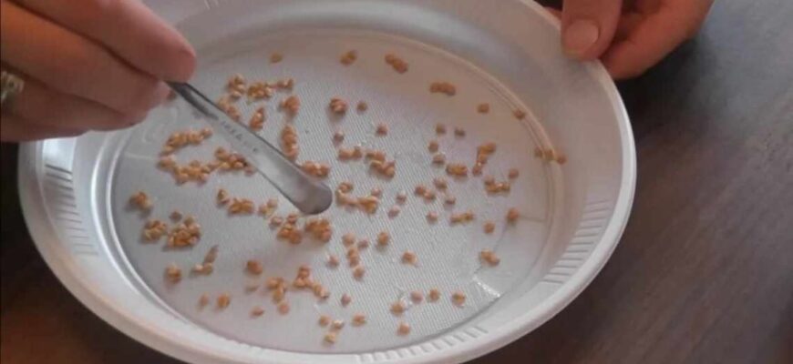 Насіння зійде майже все – просто замочіть його у цьому розчині Насіння зійде майже все – просто замочіть його у цьому розчині