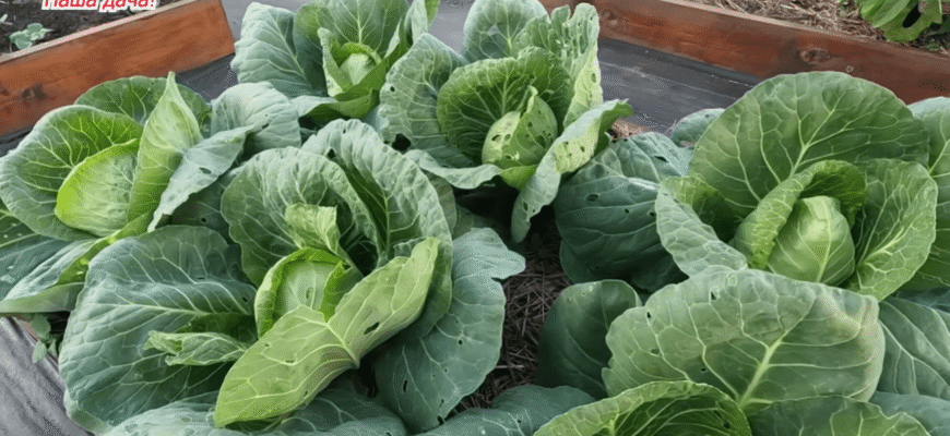 Секрет великої капусти: 1 простий прийом при посадці, який дає щедрий врожай Секрет великої капусти: 1 простий прийом при посадці, який дає щедрий врожай