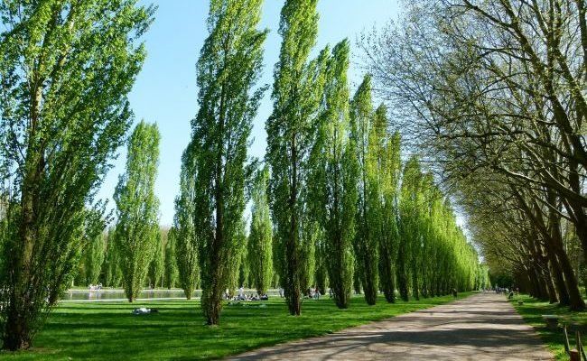 Чому в СРСР садили тополі в кожному дворі: на це є чотири причини