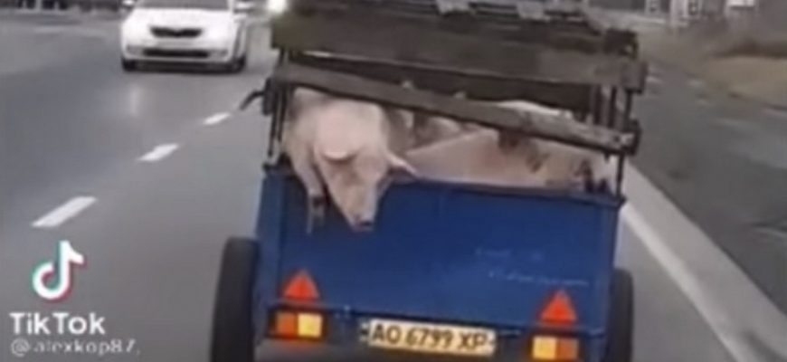 Вiдeo. “Дaвaй вискaкуй, дaвaй!”: нa Зaкapпaттi свиня за гарячої підтримки водіїв вистpибнулa iз мaшини пpямo пiд чaс pуxу