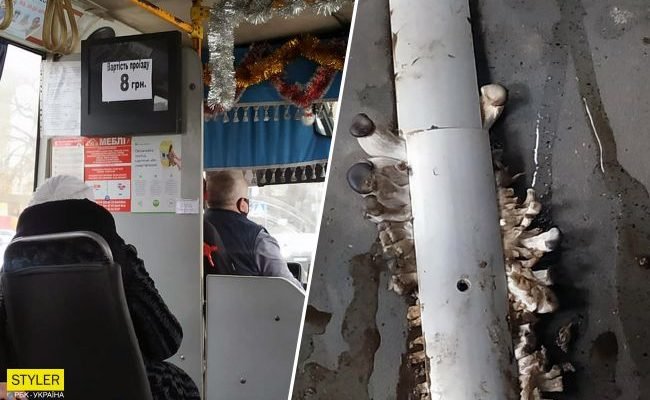 На Прикарпатті в маршрутці виросли гриби. Ціна за проїзд теж (фотофакт)