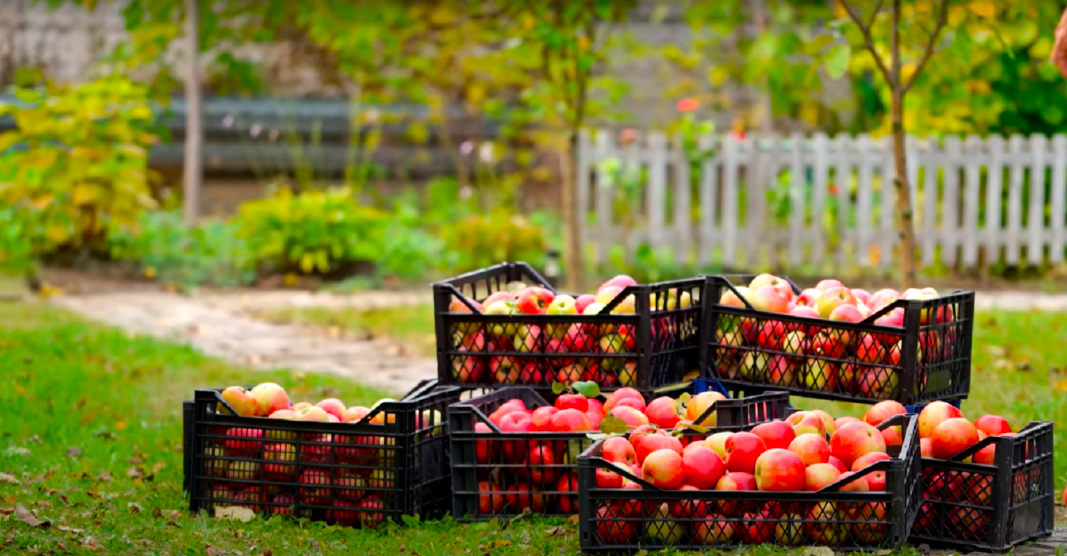 Беріть сумки на продукти: всіх, хто живе у Києві забезпечать їжею – дати, адреси та графіки