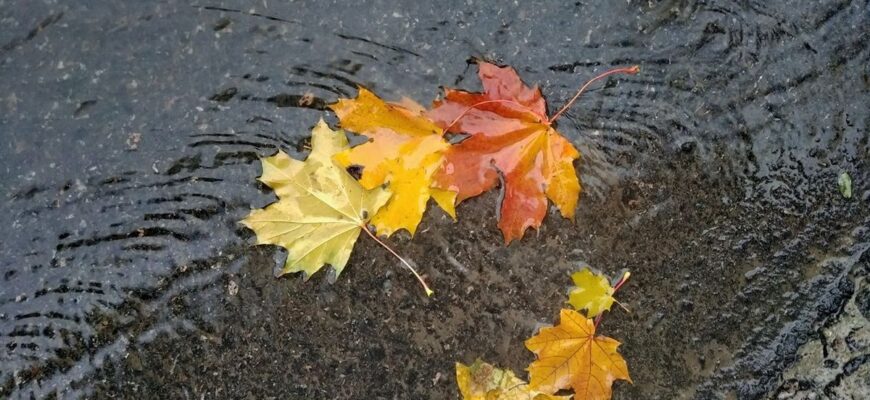 На Україну чекає тиждень прохолодної погоди: в яких областях чекати заморозків