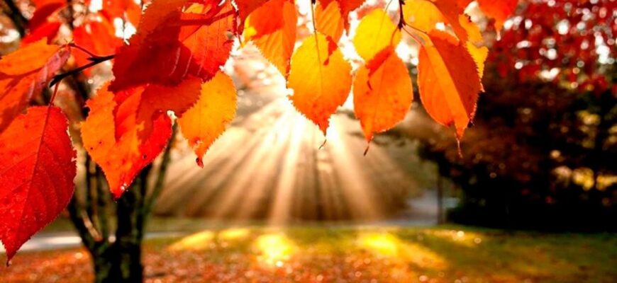 Дощі припиняться, потеплішає до +20: синоптик назвав дату початку “бабиного літа” в Україні