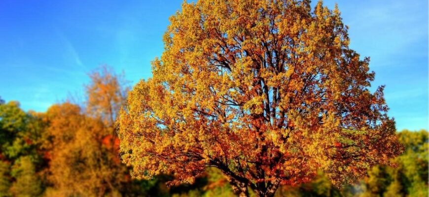 Антициклон заблокує опади, повітря прогріється: названо дату потепління в Україні