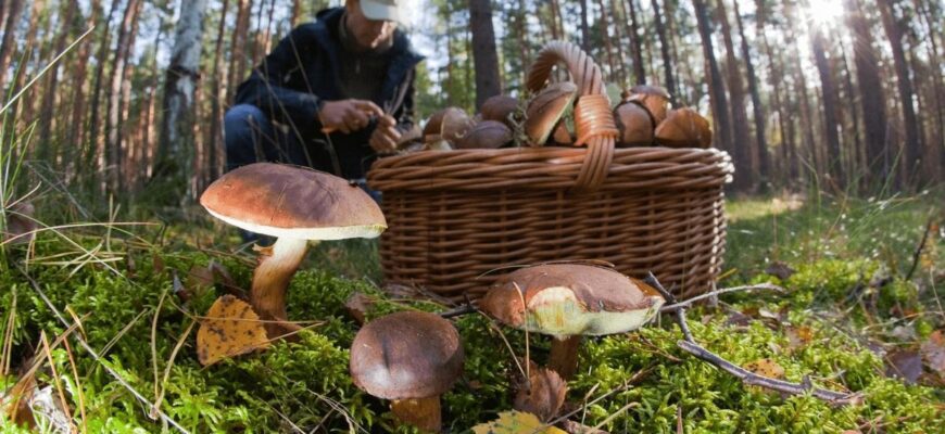 За збирання грибів, горіхів та ягід: українцям запровадили великі штрафи