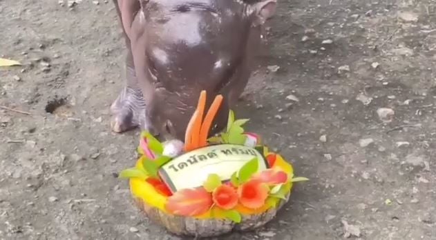 Відомий тайський карликовий бегемот передбачив, хто стане президентом США