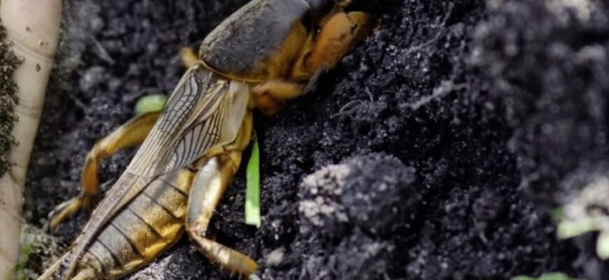 Що потрібно посадити на городі, щоб ведмедка обходила його стороною. Дієвий спосіб позбутися шкідника