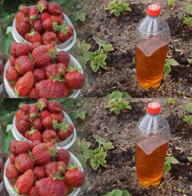 Полийте цим засобом полуницю у квітні, ⚠️🍓щ0б гарно вродила та була солодкою🔥