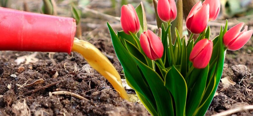 Щоб цибулинні квіти гарно росли, їх потрібно полити цим розчином на початку березня