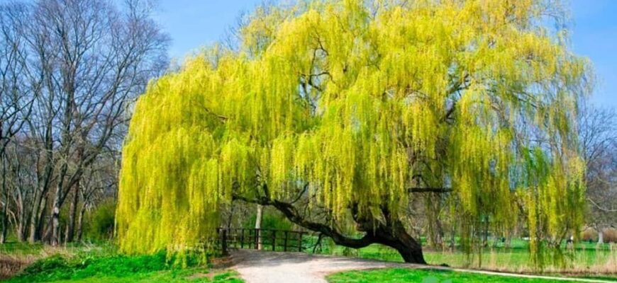 Як правильно українською — верба чи іва: відповідь вас здивує Як правильно українською — верба чи іва: відповідь вас здивує