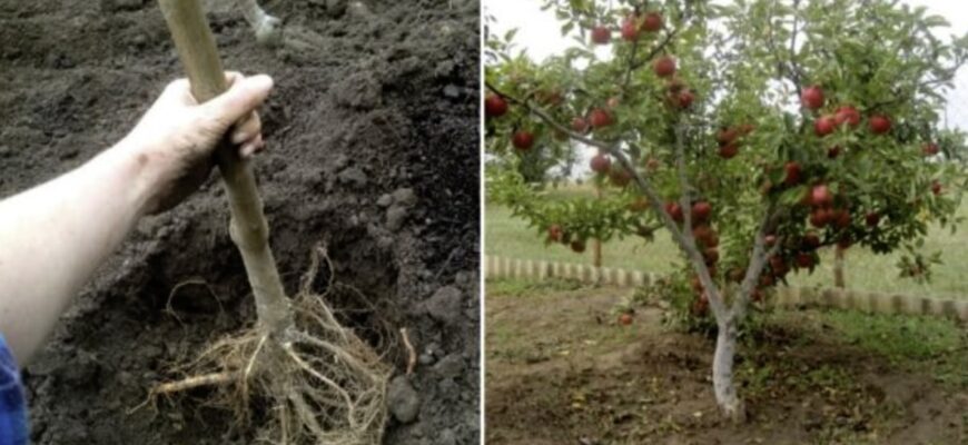 Ніколи не садіть ці дерева поряд з яблунею, щоб не втратити врожай Ніколи не садіть ці дерева поряд з яблунею, щоб не втратити врожай