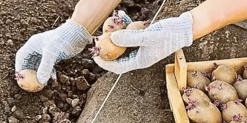 Коли садити картоплю 2025 року. Запам’ятайте важливе правило, щоб завжди отримувати 100% урожай