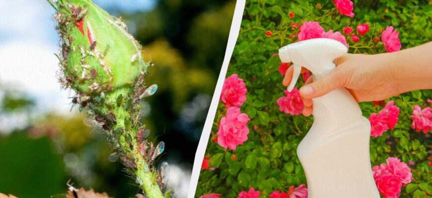 Попелиця ніколи не зачепить ваші троянди: що потрібно зробити на клумбі в травні