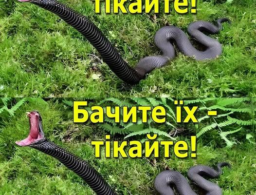 Увага, ВЕЛИКА НЕБЕЗПЕКА! Три види ОТРУЙНИХ змій в Україні! Сезон активності розпочався
