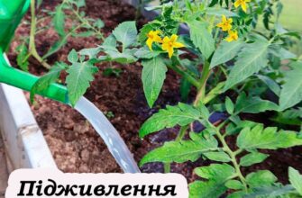 Чим підживити розсаду помідорів під час цвітіння, щоб було багато зав’язків