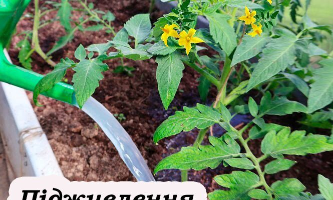 Чим підживити розсаду помідорів під час цвітіння, щоб було багато зав’язків