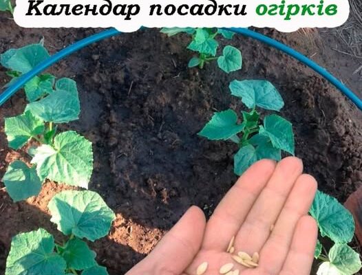Посадка огірків за місячним календарем. Будуть радувати врожаєм до осені