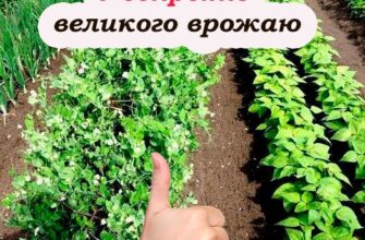 Город навпаки: 7 дивакуватих трюків, які дають шалений урожай