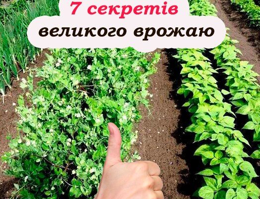 Город навпаки: 7 дивакуватих трюків, які дають шалений урожай