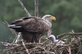 У Чорнобильській зоні виявили гніздо рідкісного хижого птаха (фото)
