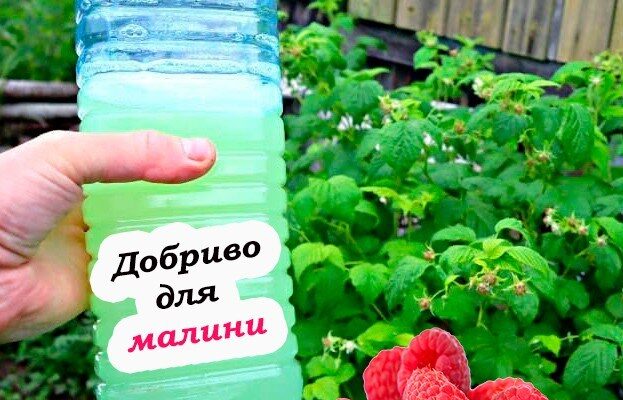 Як виростити великий врожай малини. П0лийте її в кінці травня цим добривом