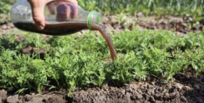 Перша підгодівля моркви: щоб отримати великі та солодкі коренеплоди. Не пропустіть цей момент