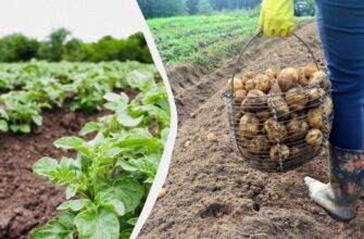 Як і чим підживити картоплю: найкращі варіанти для рясного врожаю