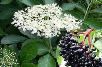 🌿 Чому не можна рубати бузину? Священник пояснив, чому це називають “чортовим деревом” 👀