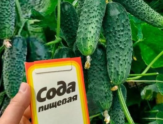 Навіщо поливати огірки содою, та як правильно приготовити цей розчин